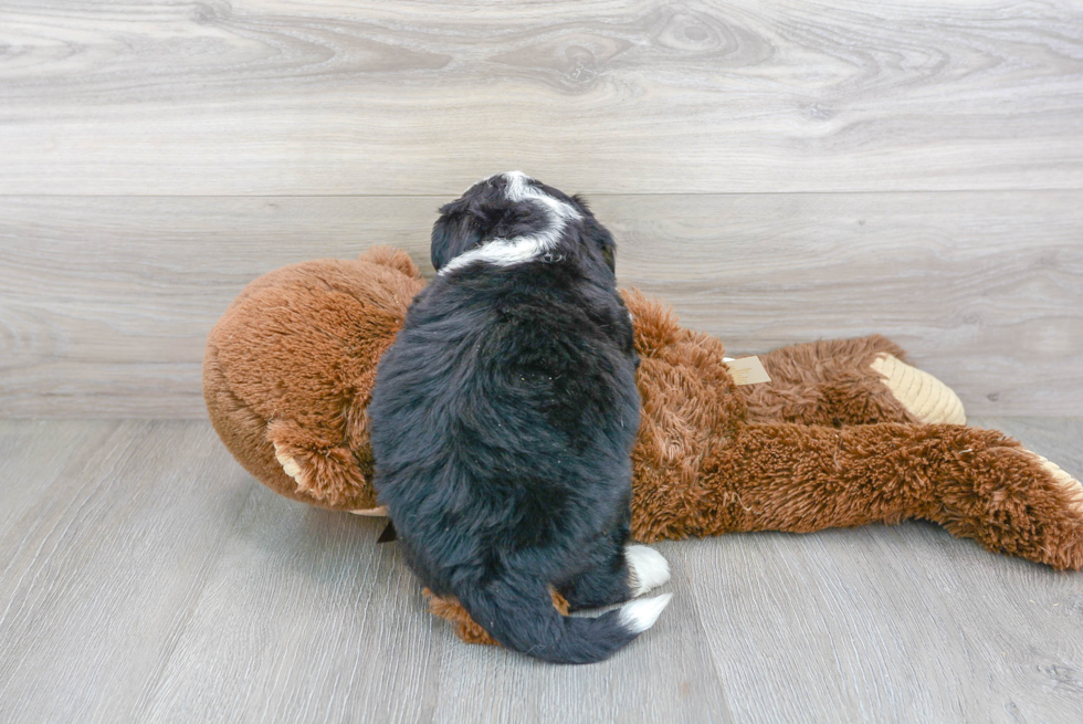 Little Bernadoodle Poodle Mix Puppy