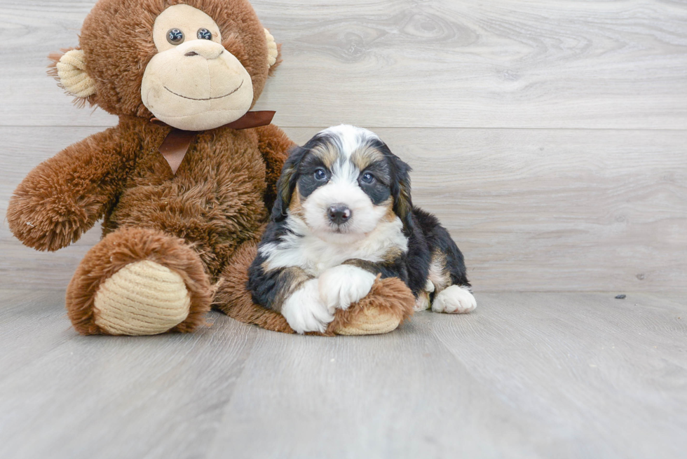 Cute Mini Bernedoodle Baby