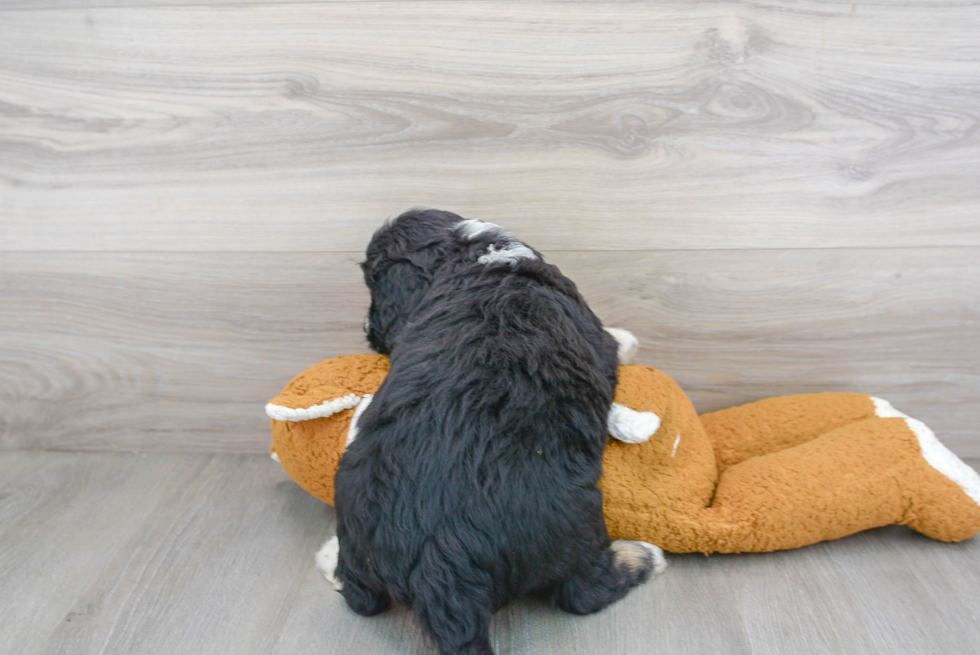 Happy Mini Bernedoodle Baby