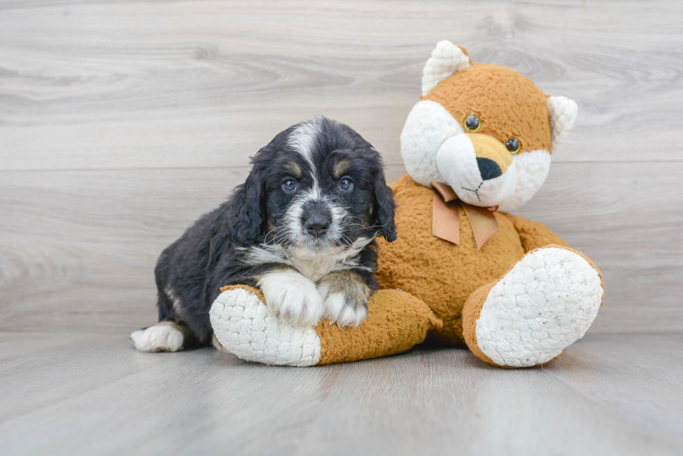 Hypoallergenic Mini Berniedoodle Poodle Mix Puppy