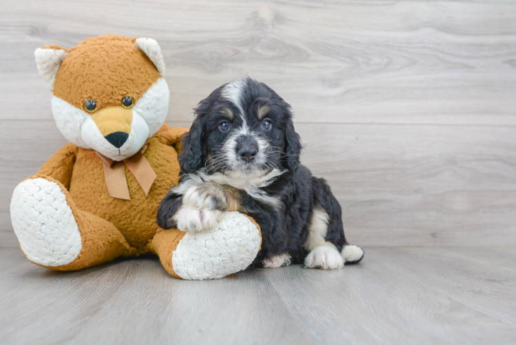 Mini Bernedoodle Puppy for Adoption