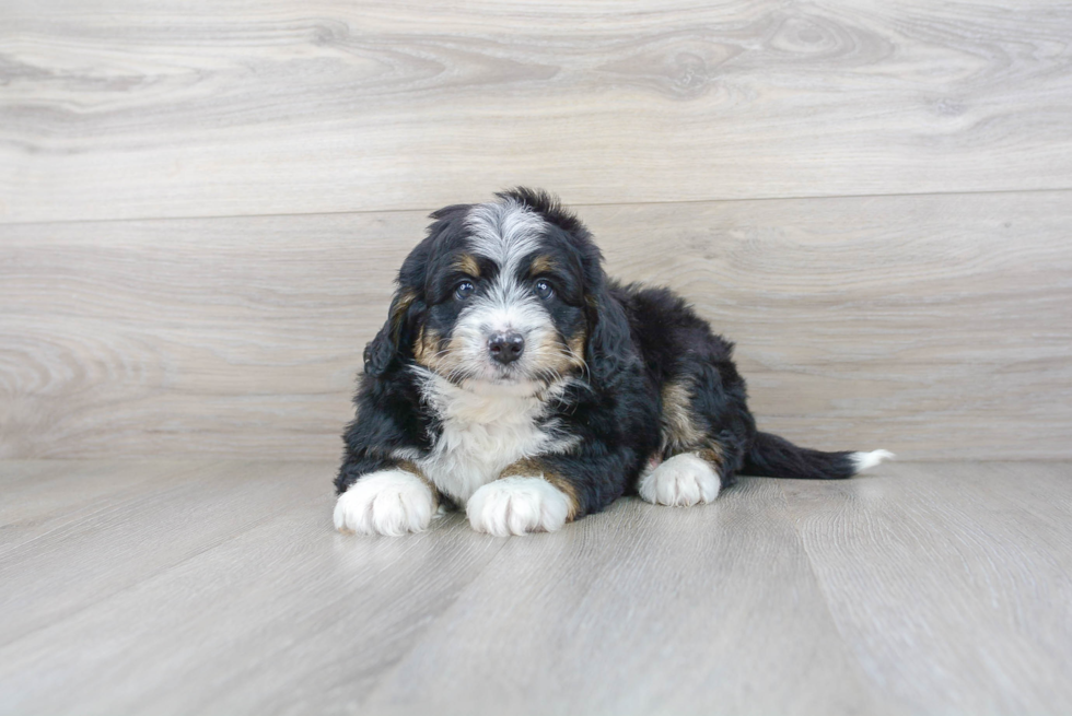 Best Mini Bernedoodle Baby