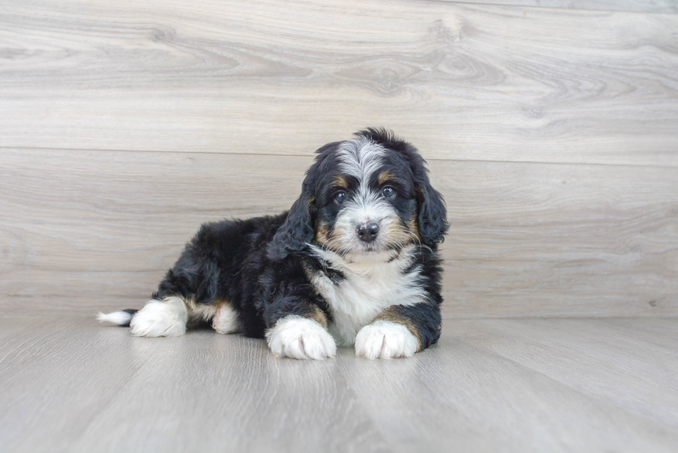 Mini Bernedoodle Puppy for Adoption