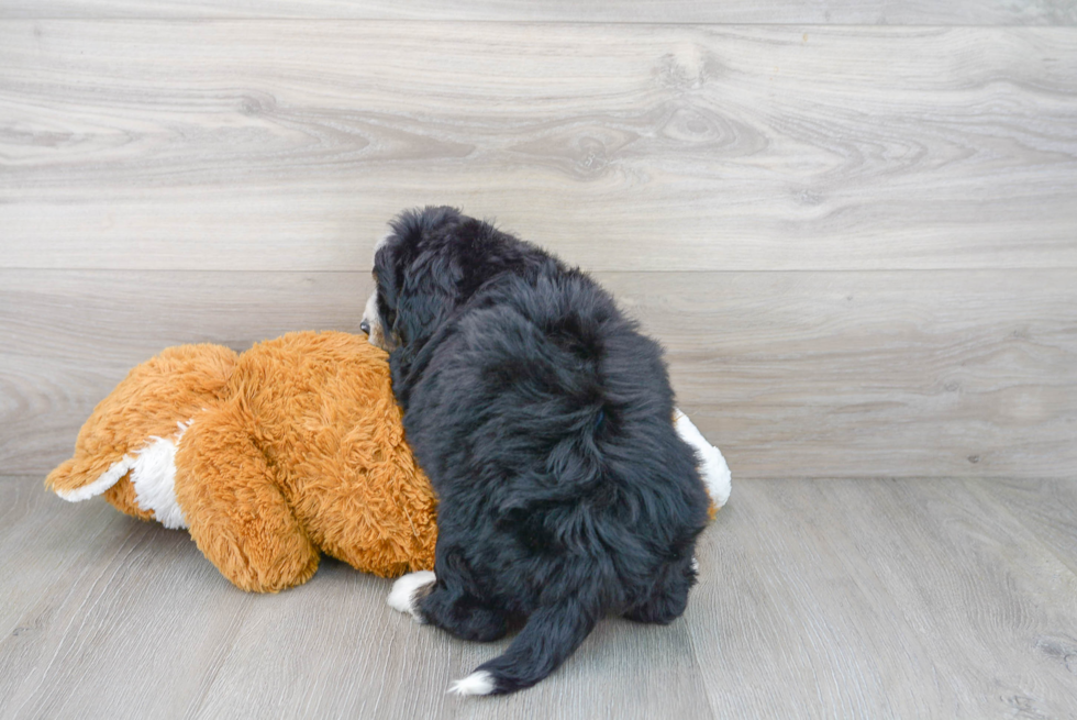 Hypoallergenic Bernadoodle Poodle Mix Puppy