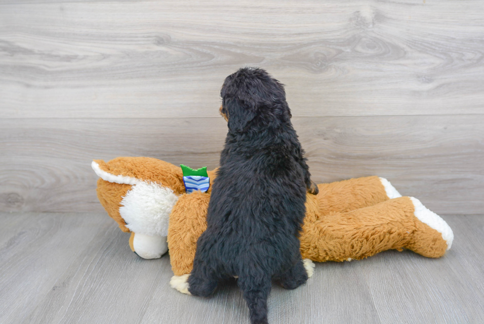 Cute Mini Bernedoodle Baby