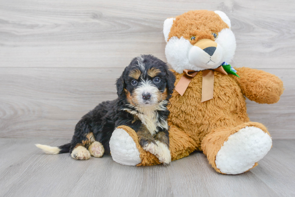 Happy Mini Bernedoodle Baby