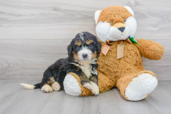 Happy Mini Bernedoodle Baby