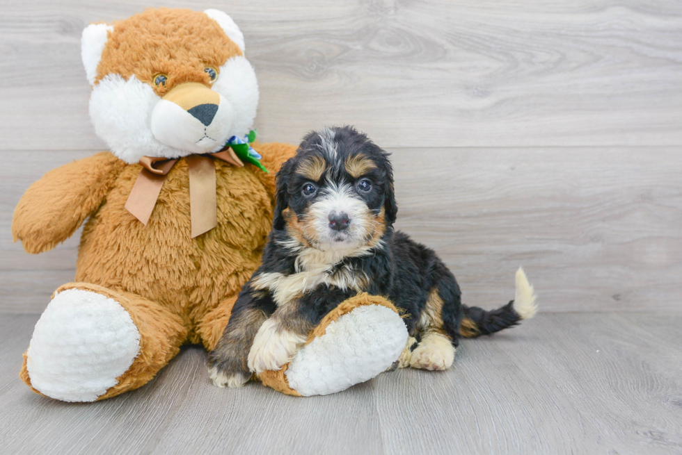 Little Bernadoodle Poodle Mix Puppy