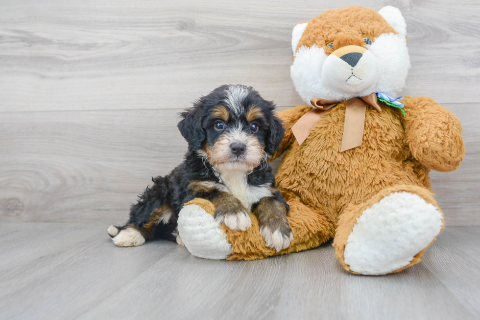 Mini Bernedoodle Pup Being Cute