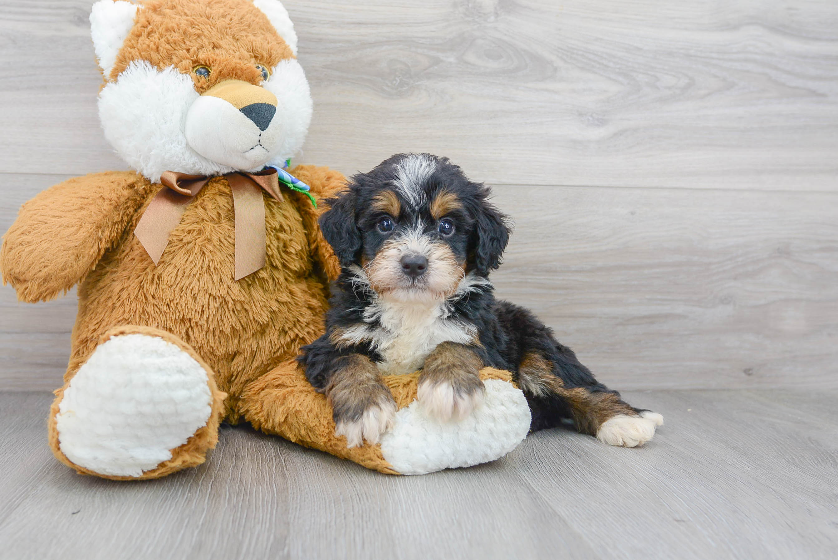 Mini Bernedoodle Puppy for Adoption