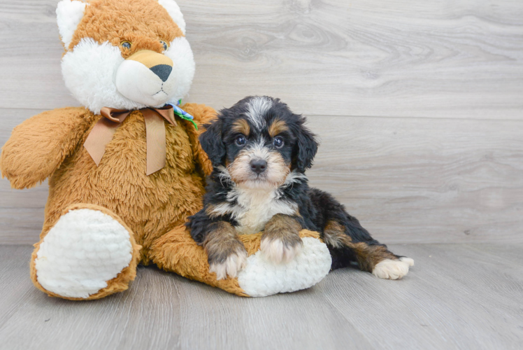 Mini Bernedoodle Puppy for Adoption