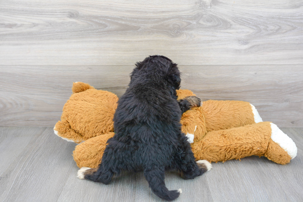 Petite Mini Bernedoodle Poodle Mix Pup