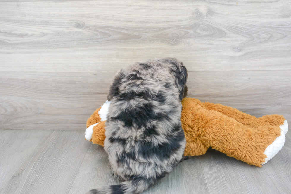 Little Mini Berniedoodle Poodle Mix Puppy