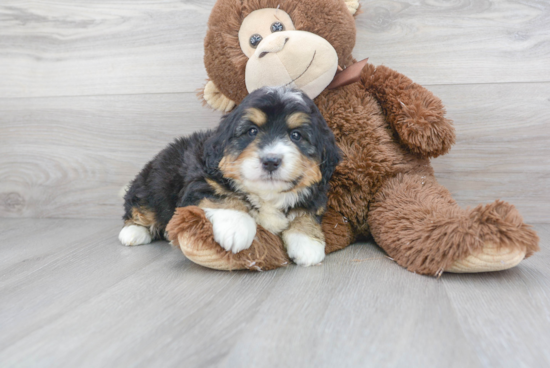 Best Mini Bernedoodle Baby