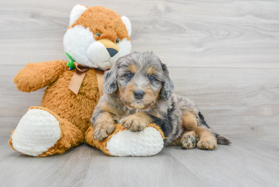 Best Mini Bernedoodle Baby