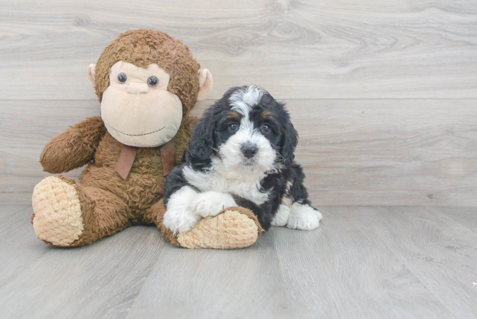 Hypoallergenic Bernadoodle Poodle Mix Puppy