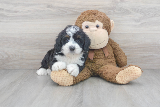 Best Mini Bernedoodle Baby