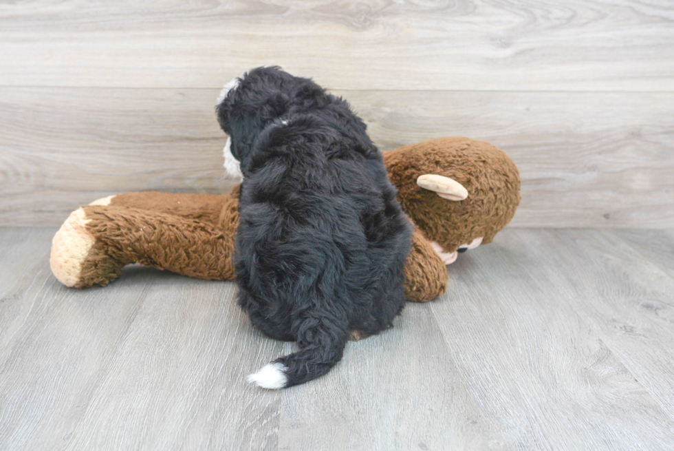 Playful Mini Berniedoodle Poodle Mix Puppy