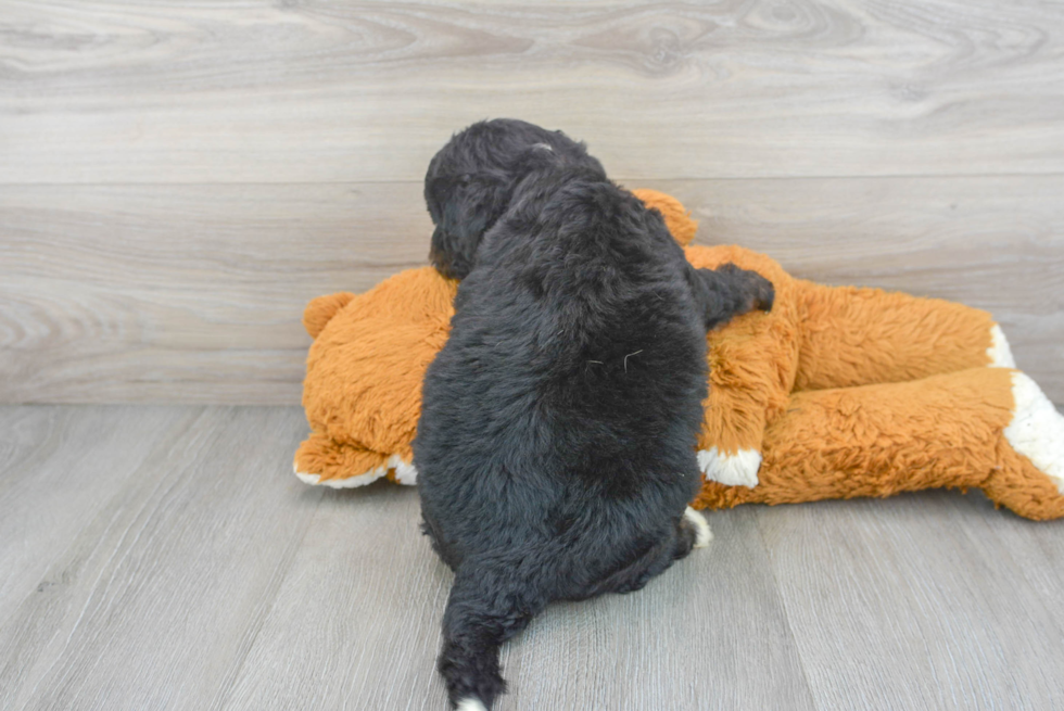 Popular Mini Bernedoodle Poodle Mix Pup