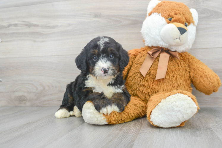 Small Mini Bernedoodle Baby