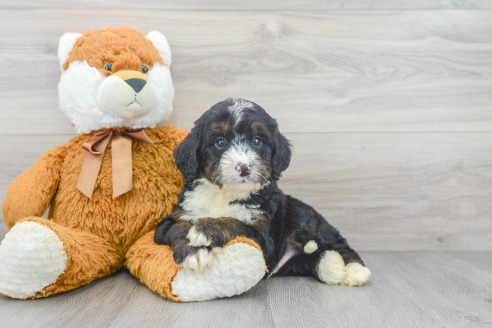 Mini Bernedoodle Pup Being Cute