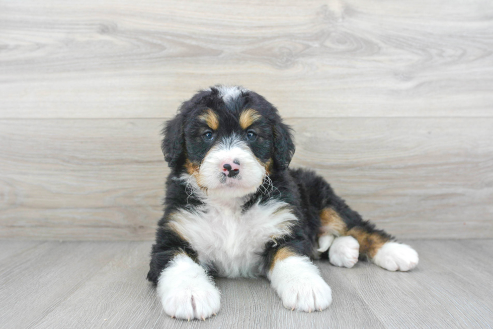 Best Mini Bernedoodle Baby