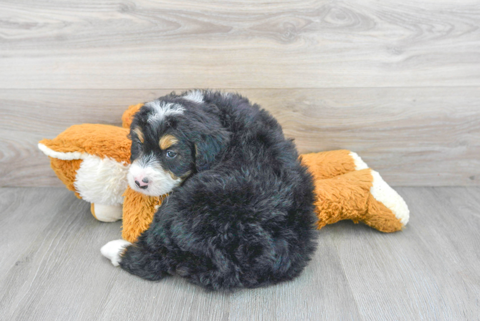 Little Mini Berniedoodle Poodle Mix Puppy