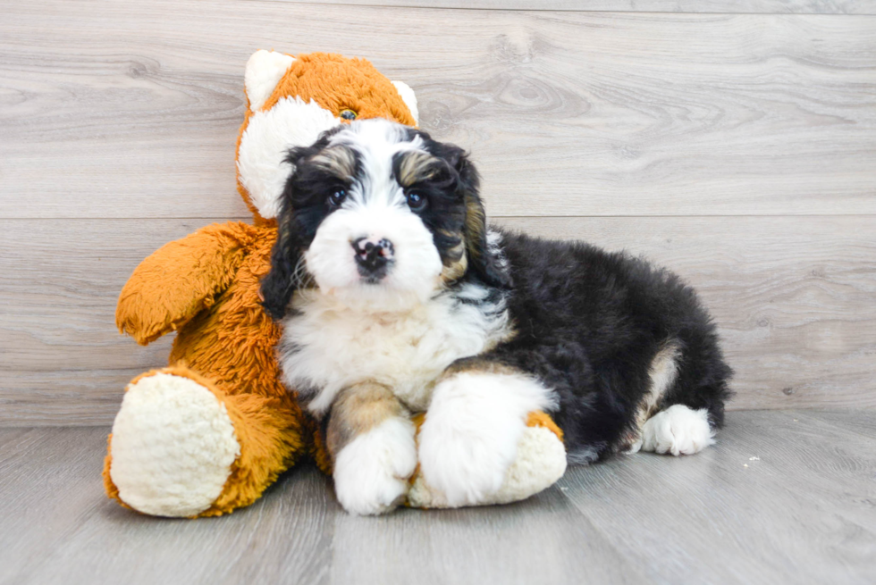 Mini Bernedoodle Puppy for Adoption