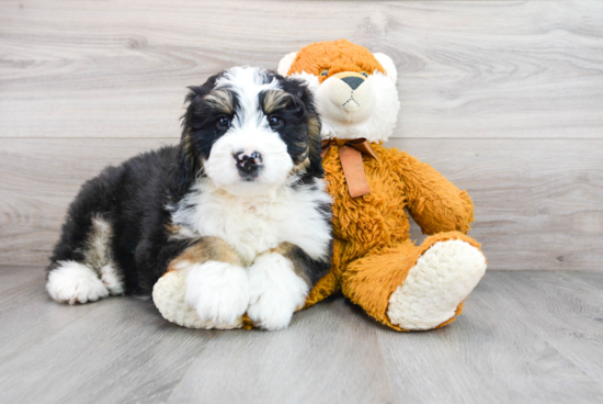 Petite Mini Bernedoodle Poodle Mix Pup