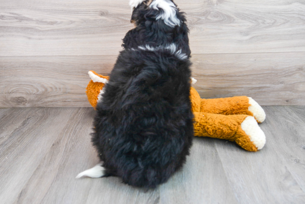 Best Mini Bernedoodle Baby