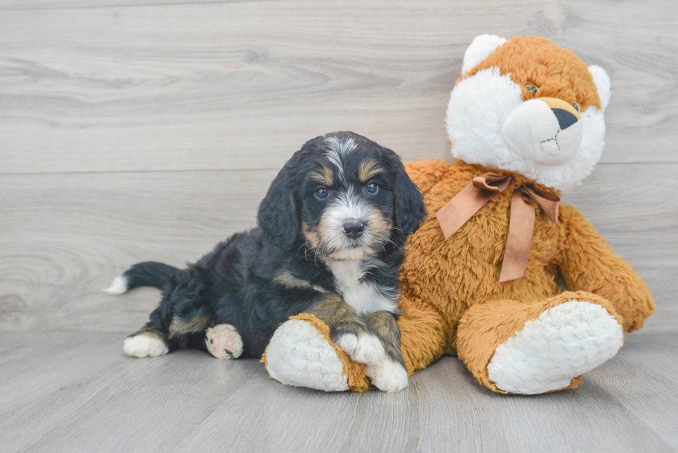 Mini Bernedoodle Puppy for Adoption