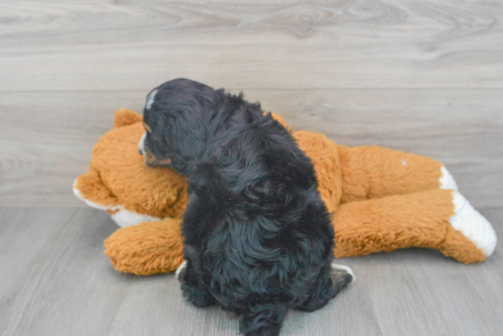 Best Mini Bernedoodle Baby