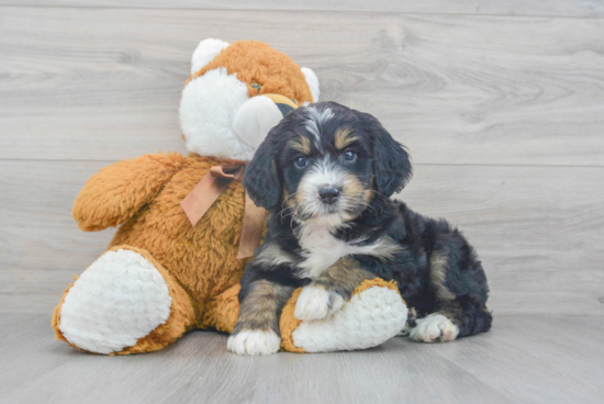 Mini Bernedoodle Puppy for Adoption