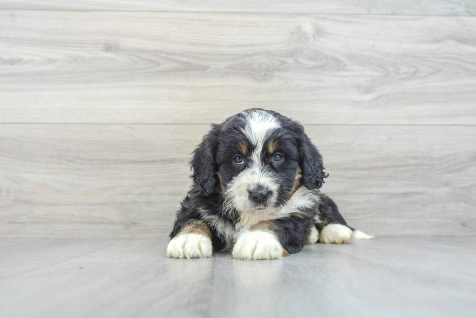 Mini Bernedoodle Pup Being Cute