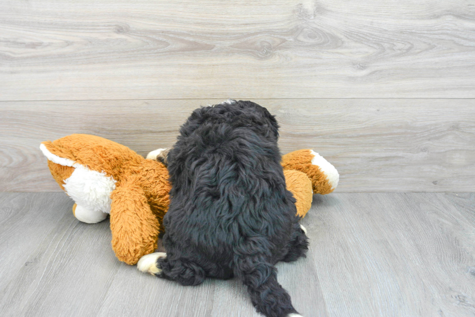 Funny Mini Bernedoodle Poodle Mix Pup