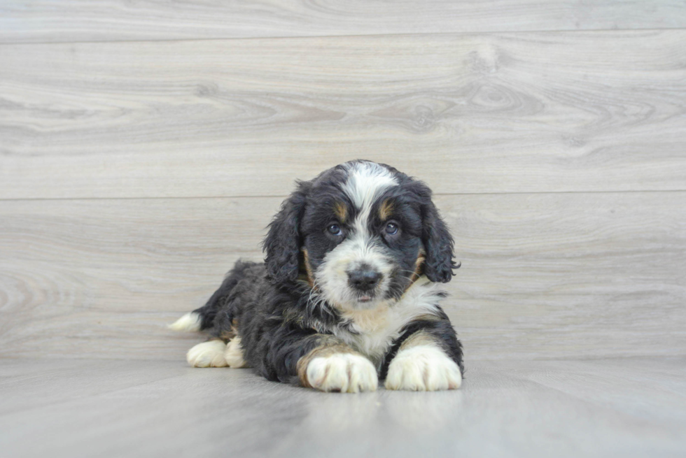 Adorable Mini Berniedoodle Poodle Mix Puppy