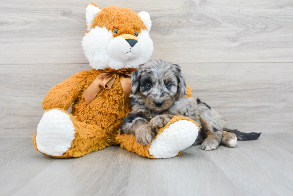 Cute Mini Bernedoodle Baby