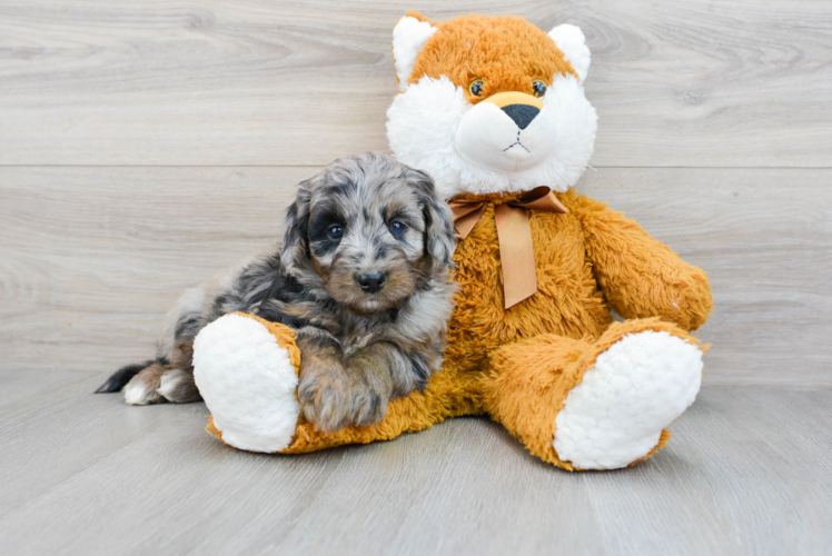 Mini Bernedoodle Pup Being Cute