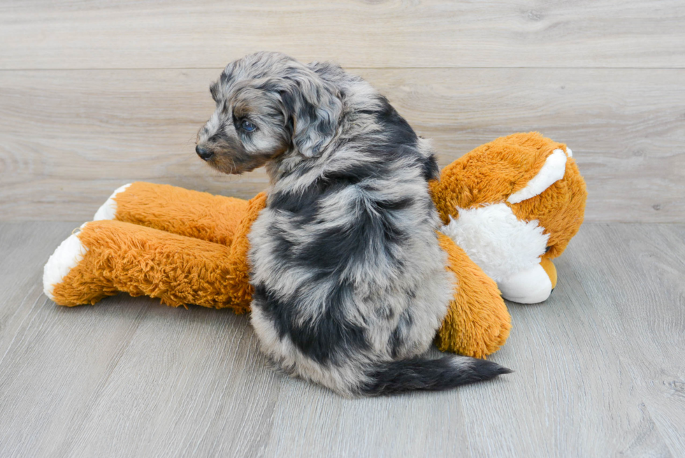 Best Mini Bernedoodle Baby