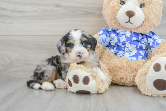 Mini Bernedoodle Puppy for Adoption