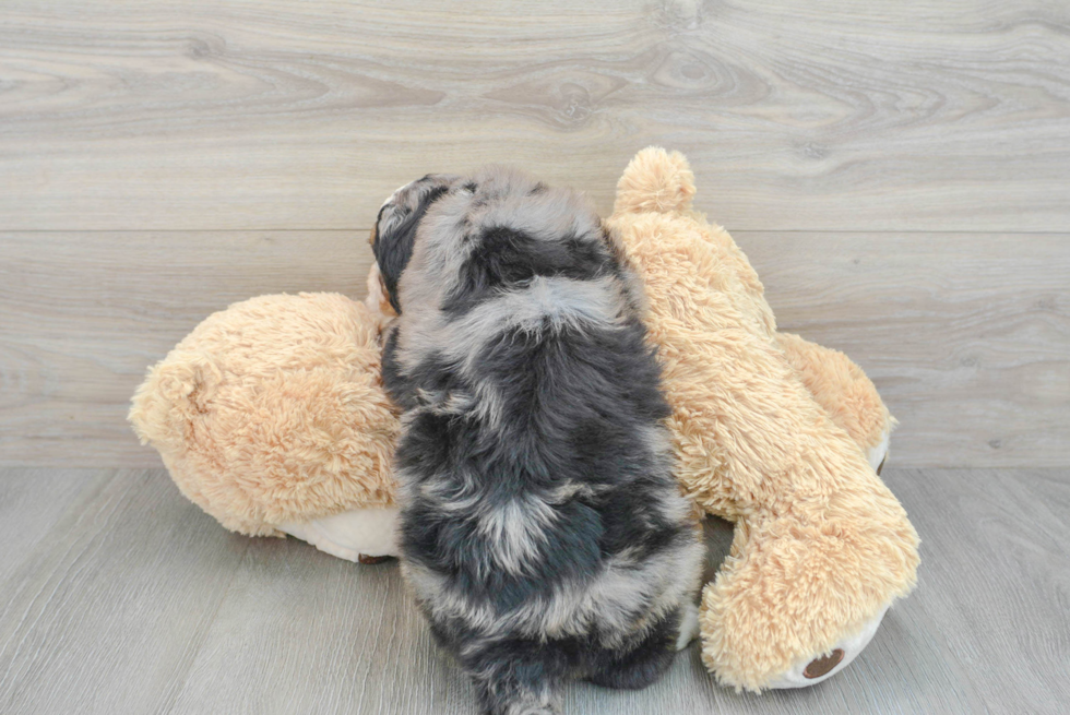 Hypoallergenic Bernadoodle Poodle Mix Puppy