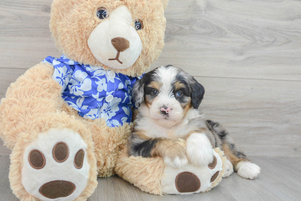 Mini Bernedoodle Pup Being Cute