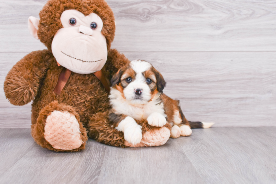 Petite Mini Bernedoodle Poodle Mix Pup