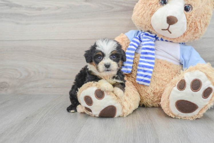 Smart Mini Bernedoodle Poodle Mix Pup