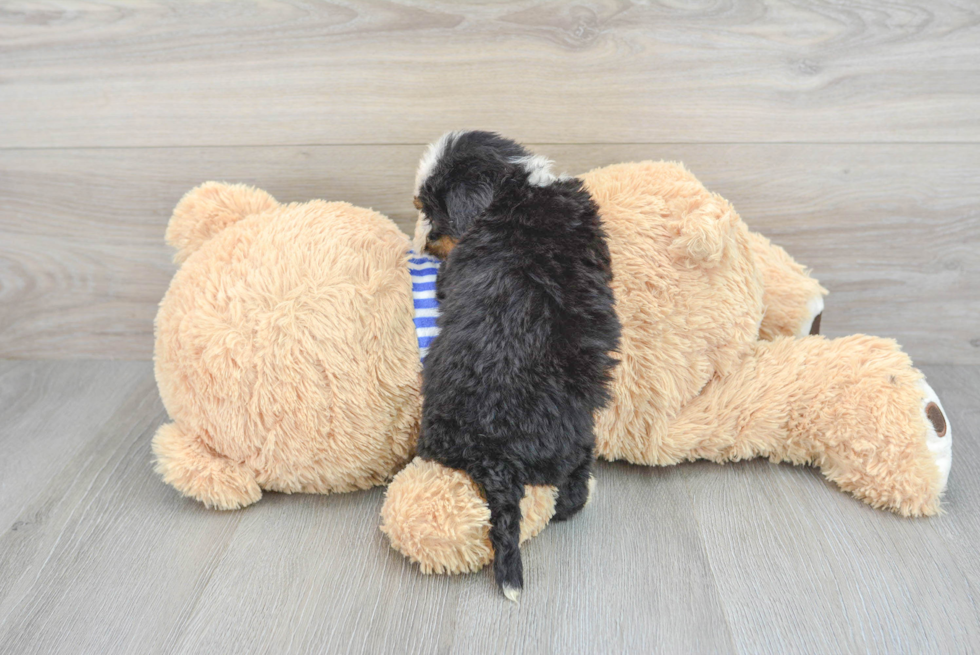 Mini Bernedoodle Pup Being Cute