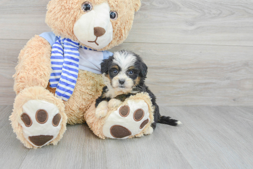Friendly Mini Bernedoodle Baby