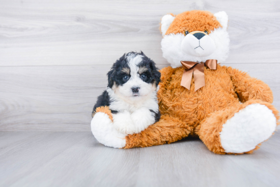 Best Mini Bernedoodle Baby