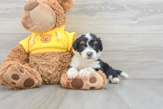 Happy Mini Bernedoodle Baby