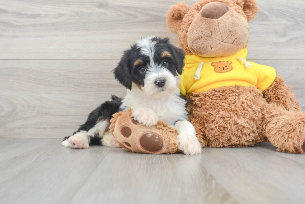 Mini Bernedoodle Puppy for Adoption