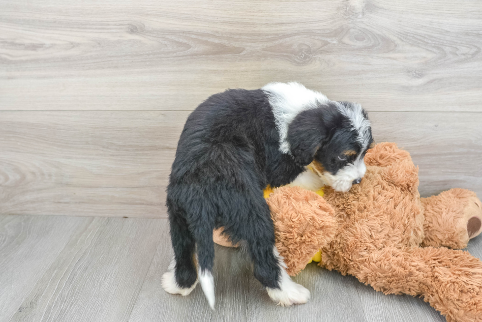 Funny Mini Bernedoodle Poodle Mix Pup